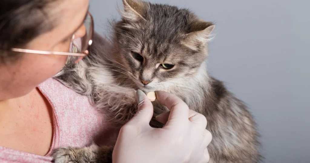 vermifuge pour chat